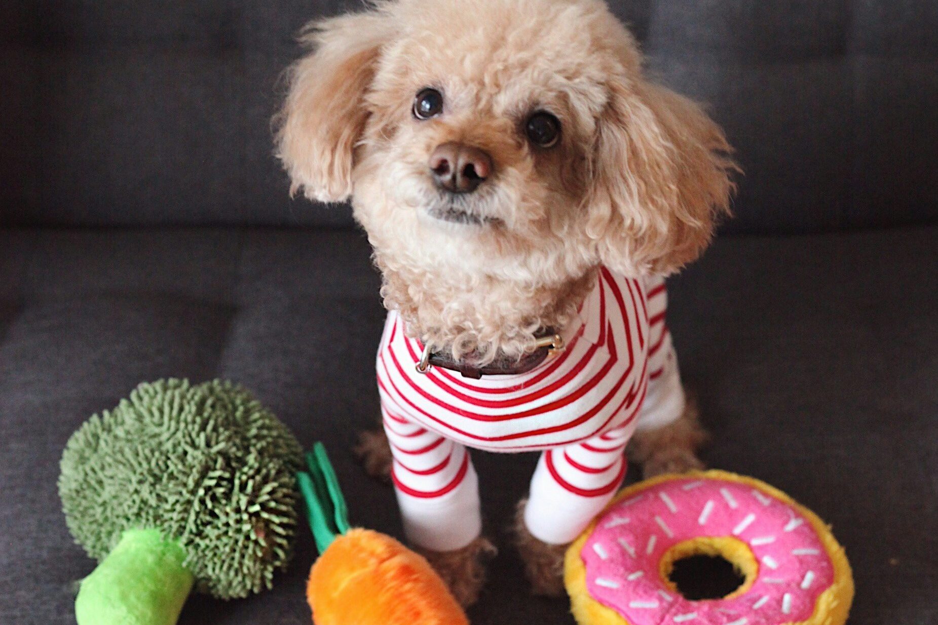 Pet care essentials for a dog