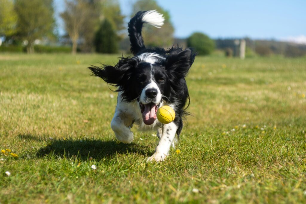 Best Outdoor dog toys