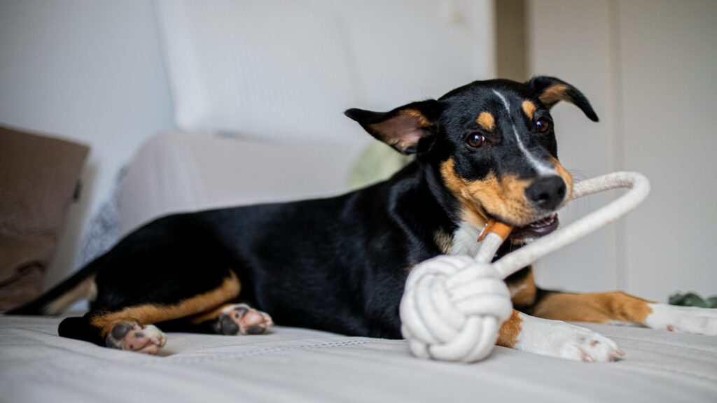 best dog toys to keep them busy rope tug