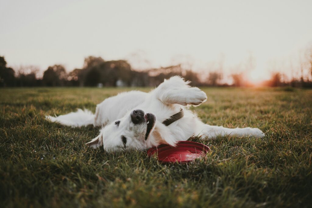 pet essentials checklist for dogs