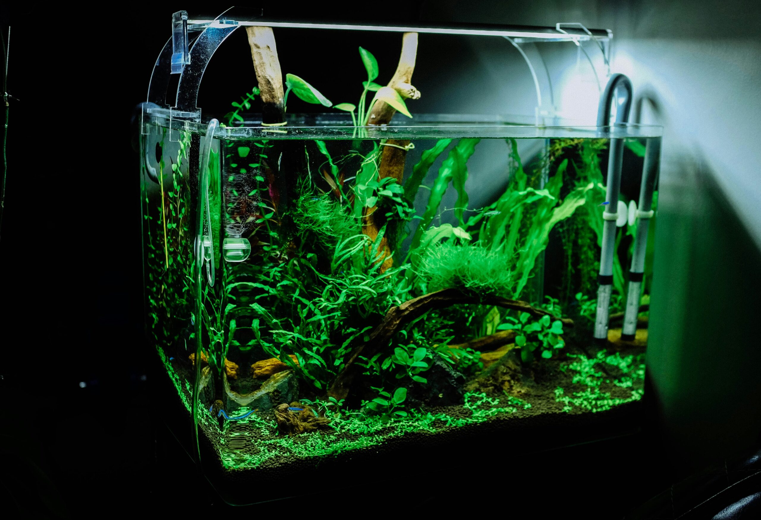 fish tank for beginners