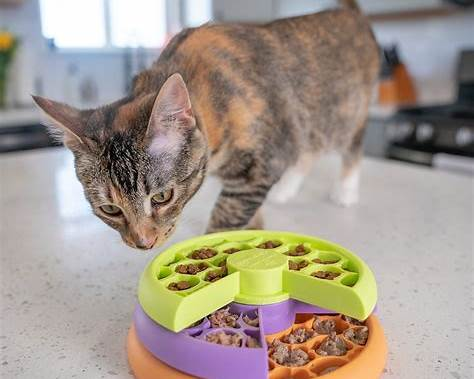 Best cat toys for indoor cats, the Puzzle feeder.