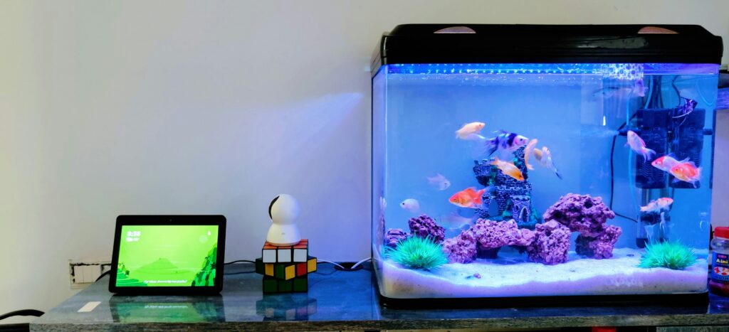 fish tank essentials